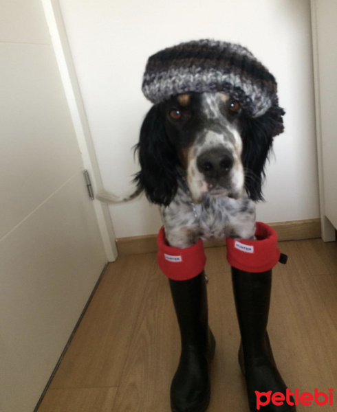 İngiliz Setter, Köpek  Dali fotoğrafı