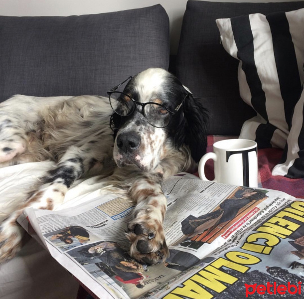 İngiliz Setter, Köpek  Dali fotoğrafı
