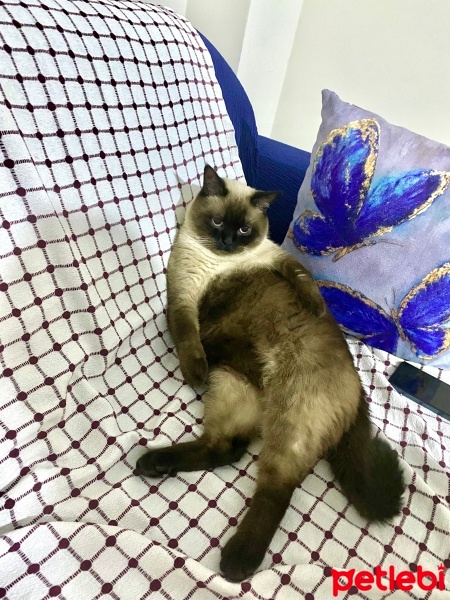 Siyam Kedisi, Kedi  Simba fotoğrafı