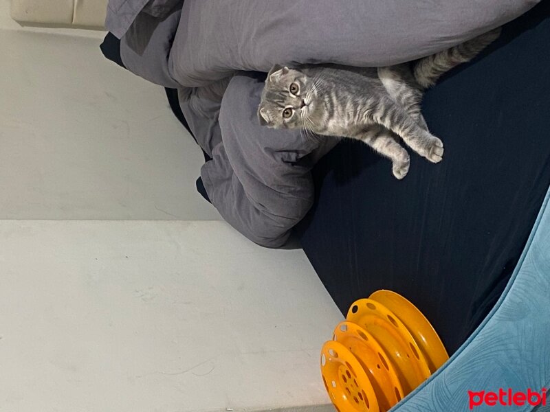 Scottish Fold, Kedi  Şakir fotoğrafı