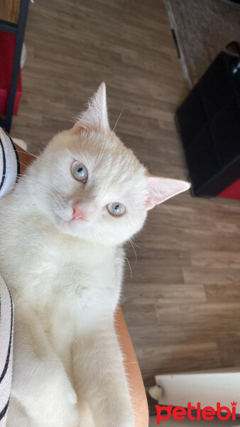 British Shorthair, Kedi  Ali Kefal fotoğrafı