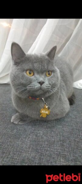 British Shorthair, Kedi  Gölge fotoğrafı