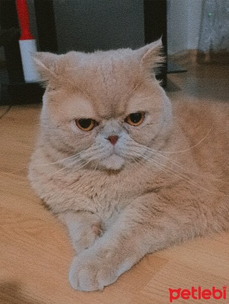 Exotic Shorthair, Kedi  Golfi fotoğrafı