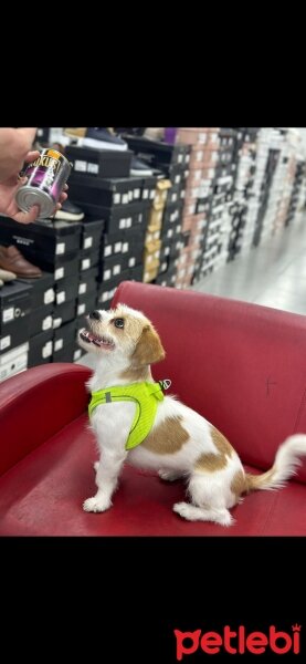 Maltese, Köpek  Leydi fotoğrafı