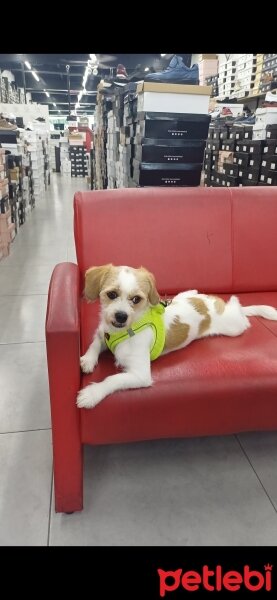 Maltese, Köpek  Leydi fotoğrafı