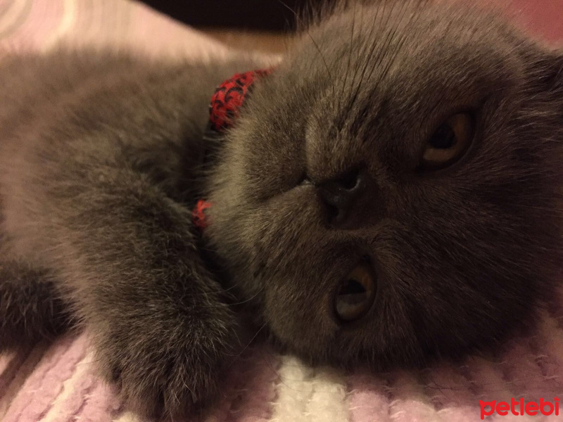 British Shorthair, Kedi  Venüs fotoğrafı