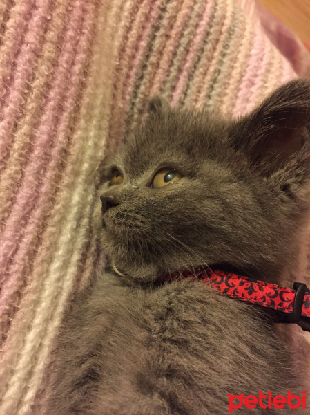 British Shorthair, Kedi  Venüs fotoğrafı