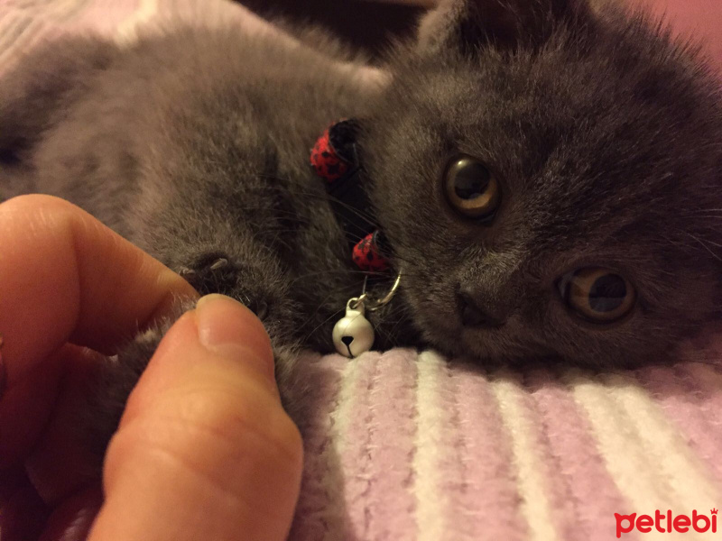 British Shorthair, Kedi  Venüs fotoğrafı