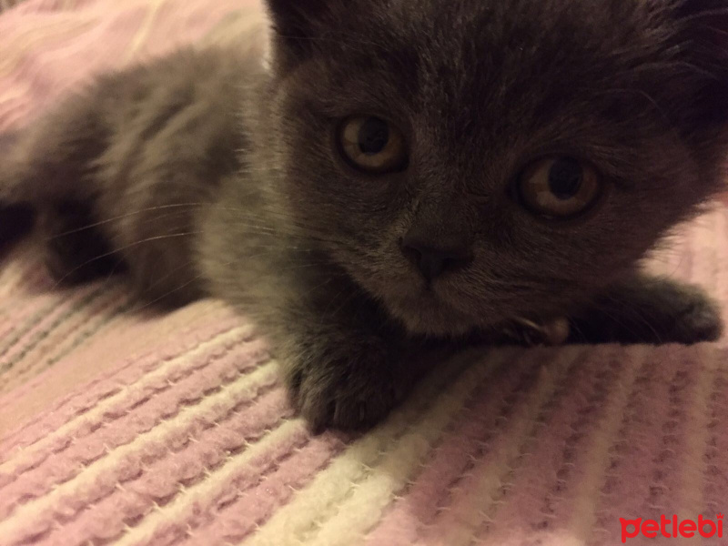 British Shorthair, Kedi  Venüs fotoğrafı