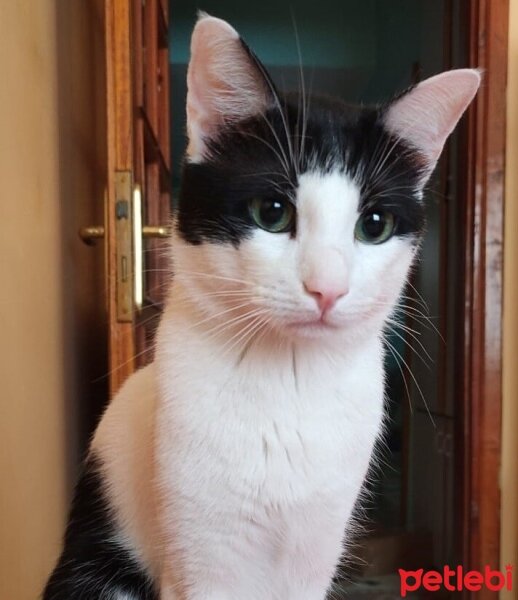 Tuxedo (Smokin) Kedi, Kedi  Guseppe fotoğrafı