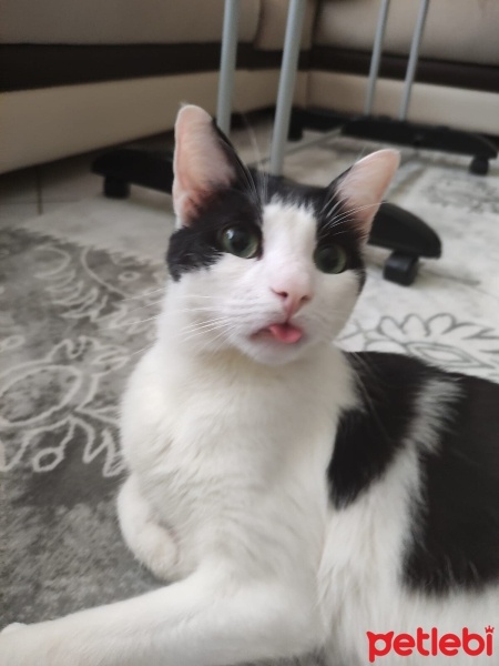 Tuxedo (Smokin) Kedi, Kedi  Giuseppe fotoğrafı