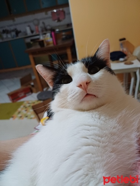 Tuxedo (Smokin) Kedi, Kedi  Giuseppe fotoğrafı