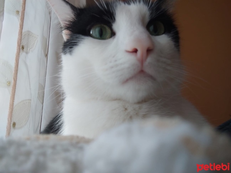 Tuxedo (Smokin) Kedi, Kedi  Giuseppe fotoğrafı