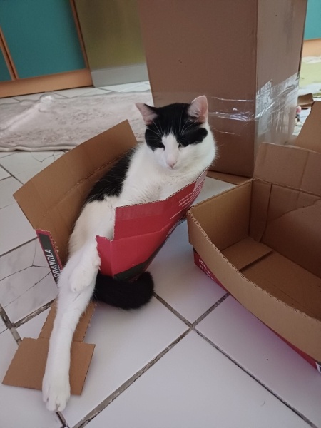 Tuxedo (Smokin) Kedi, Kedi  Giuseppe fotoğrafı