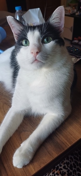Tuxedo (Smokin) Kedi, Kedi  Giuseppe fotoğrafı