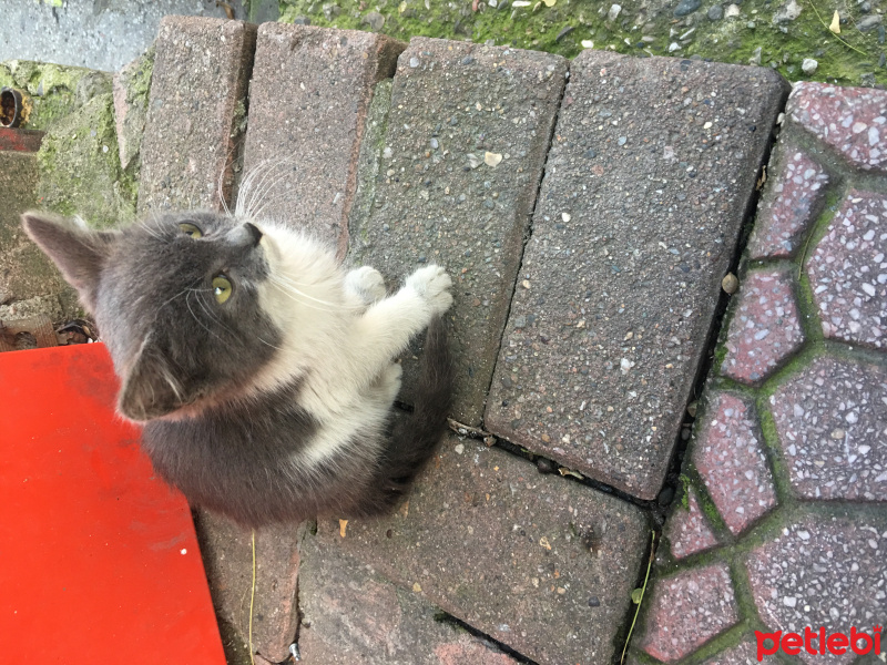 Tekir Kedi, Kedi  Henüz adı bile Yok fotoğrafı