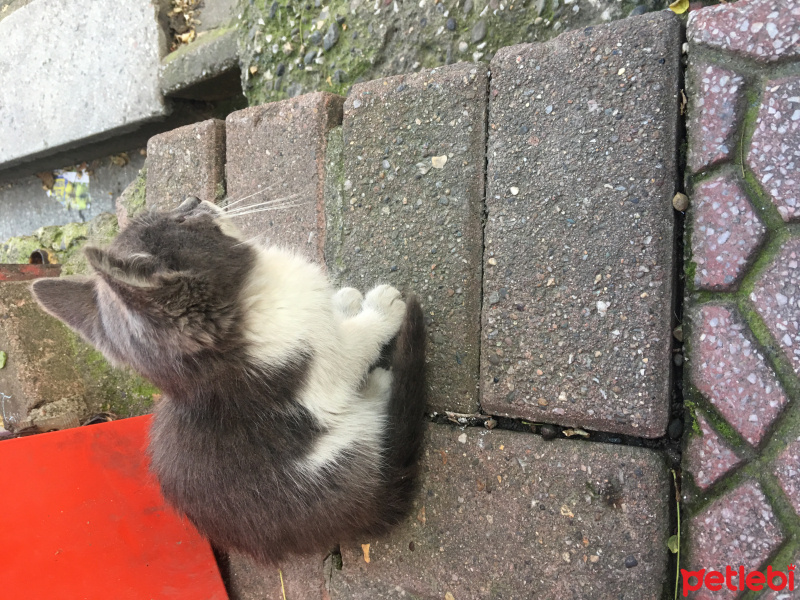Tekir Kedi, Kedi  Henüz adı bile Yok fotoğrafı