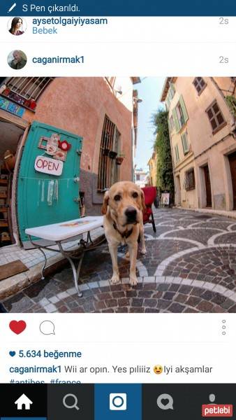 Labrador Retriever, Köpek  Erke fotoğrafı