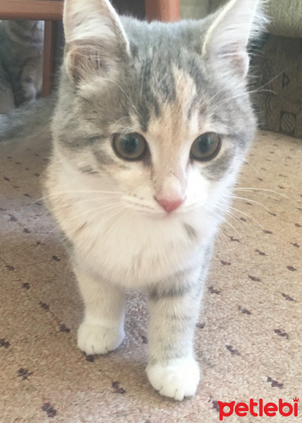 Tekir Kedi, Kedi  Merlin fotoğrafı