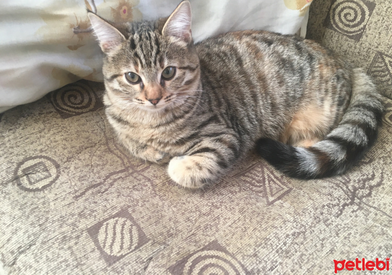 Tekir Kedi, Kedi  Merlin fotoğrafı