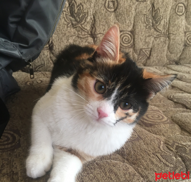 Tekir Kedi, Kedi  Merlin fotoğrafı