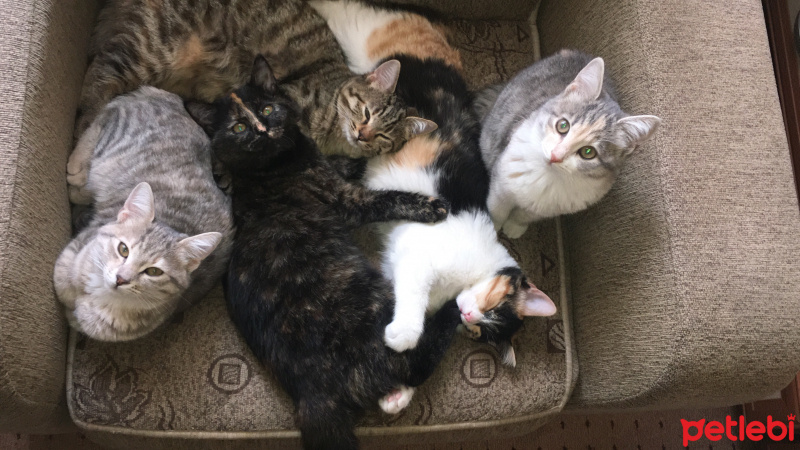 Tekir Kedi, Kedi  Merlin fotoğrafı