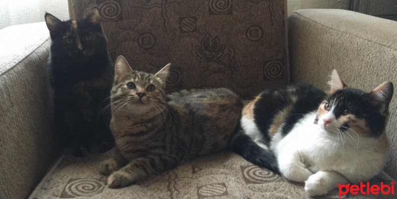 Tekir Kedi, Kedi  Merlin fotoğrafı
