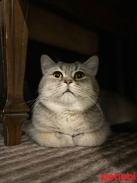 British Shorthair, Kedi  Kaju fotoğrafı