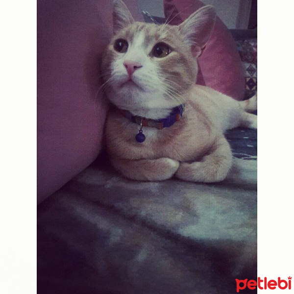 Tekir Kedi, Kedi  Tarçın  fotoğrafı