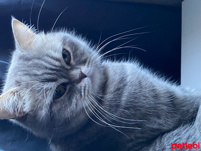 British Shorthair, Kedi  Sasha fotoğrafı