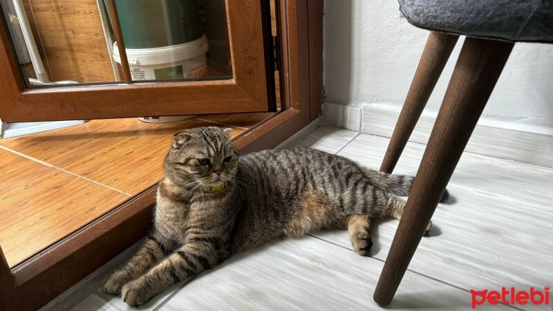 Scottish Fold, Kedi  Maşa fotoğrafı