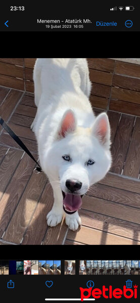 Sibirya Kurdu (Husky), Köpek  xena fotoğrafı