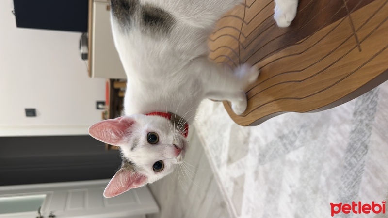 Tekir Kedi, Kedi  Thor fotoğrafı