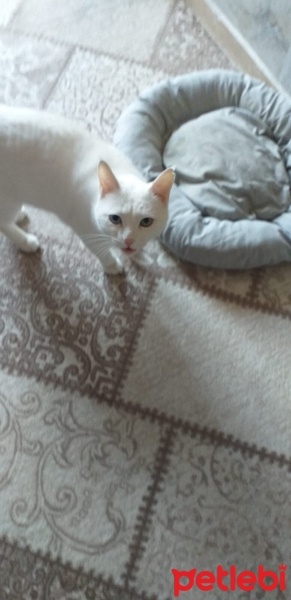 Van Kedisi, Kedi  Kar fotoğrafı