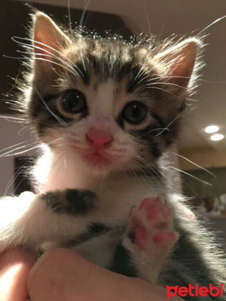 Tekir Kedi, Kedi  pırtık fotoğrafı