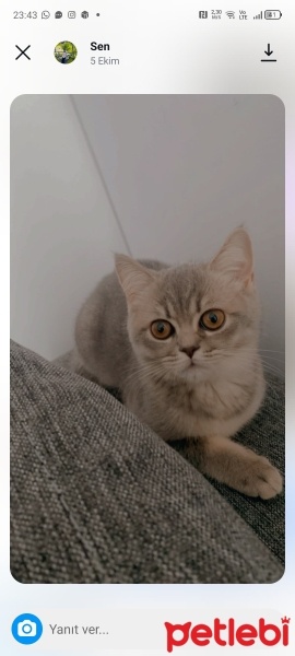 British Shorthair, Kedi  Boncuk fotoğrafı
