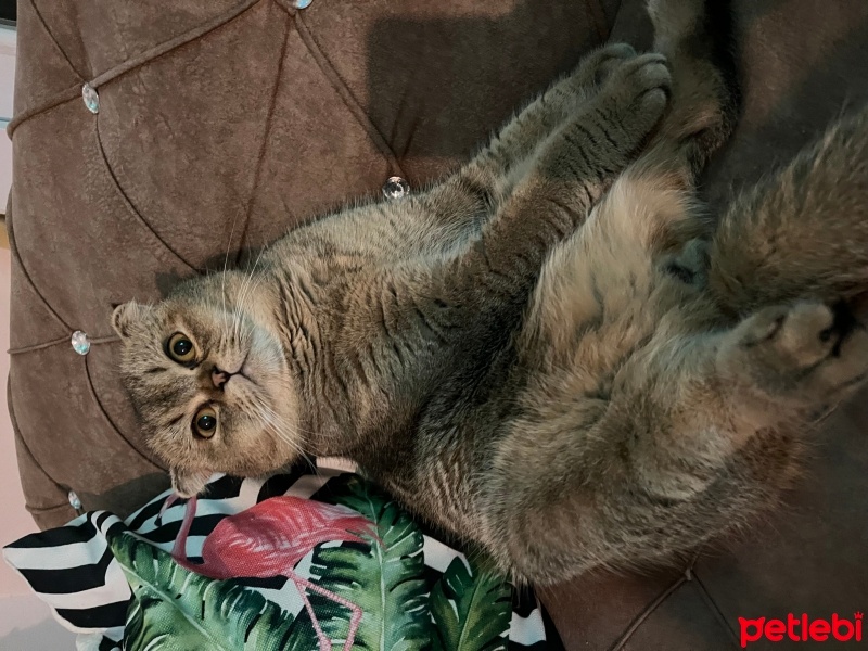 Scottish Fold, Kedi  Aslan fotoğrafı