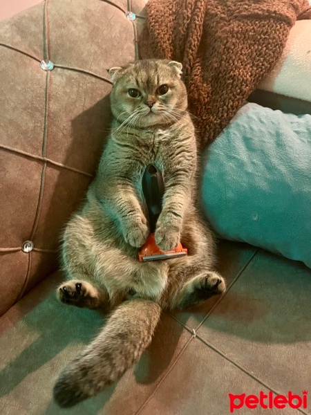 Scottish Fold, Kedi  Aslan fotoğrafı
