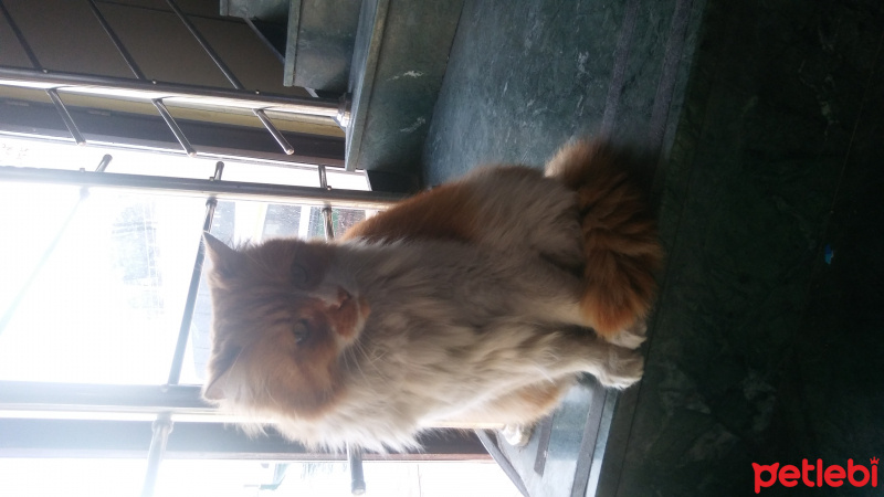 Tekir Kedi, Kedi  Mişa fotoğrafı