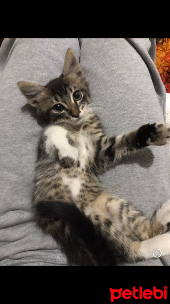 Tekir Kedi, Kedi  Cindy fotoğrafı