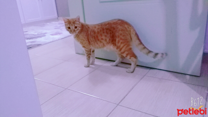 Tekir Kedi, Kedi  Capkin fotoğrafı