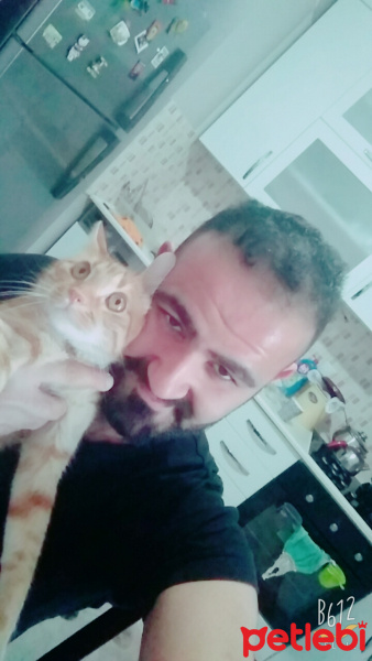 Tekir Kedi, Kedi  Capkin fotoğrafı