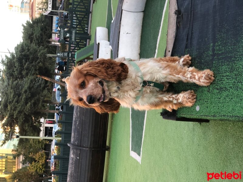 Amerikan Cocker Spaniel, Köpek  Barney fotoğrafı