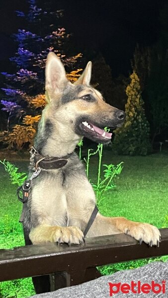 Belçika Malinois, Köpek  Nova fotoğrafı