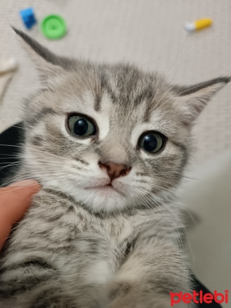British Shorthair, Kedi  Puti fotoğrafı