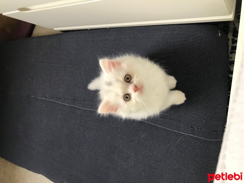 Scottish Fold, Kedi  Yavru kedi fotoğrafı