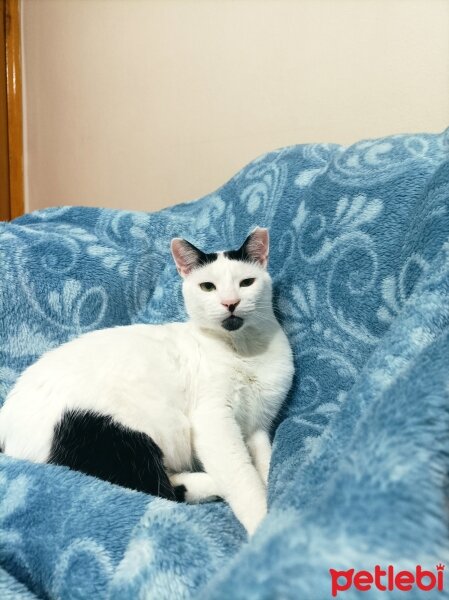 Tuxedo (Smokin) Kedi, Kedi  Yaman fotoğrafı