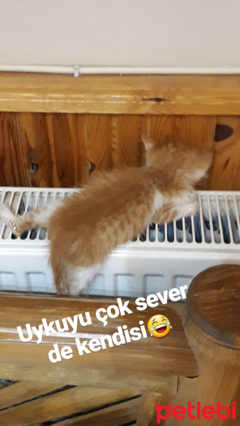 Tiffanie, Kedi  Toşbik fotoğrafı