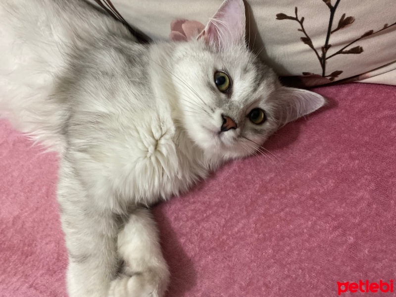 British Longhair, Kedi  Tosi fotoğrafı