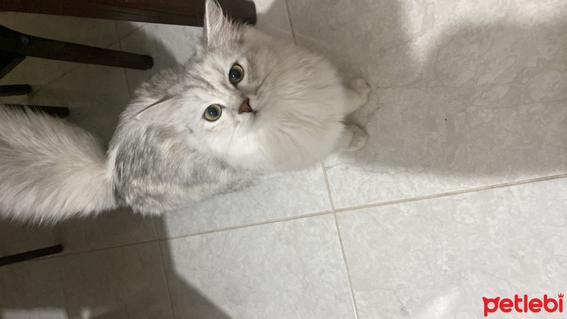 British Longhair, Kedi  Tosi fotoğrafı